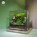Terrarium Mossy Meow – Bình Hộp Chữ Nhật – Decor Bàn Làm Việc