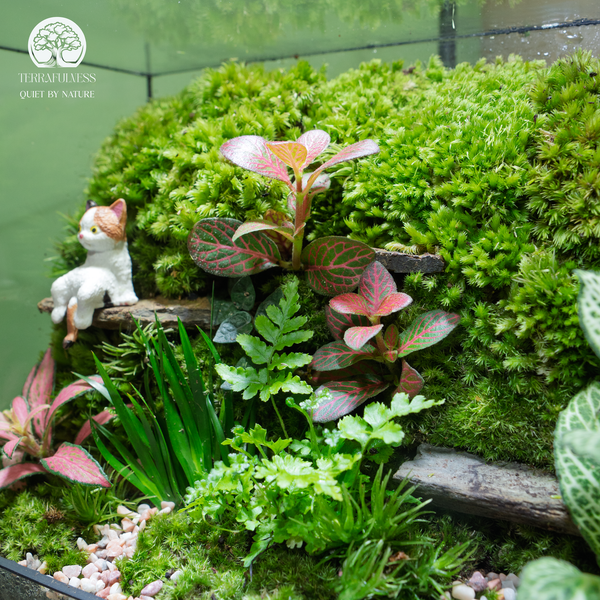 Terrarium để bàn