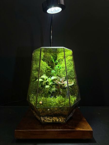 Gợi Ý Các Mẫu Terrarium Handmade HOT Nhất Cuối Năm