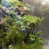 Terrarium