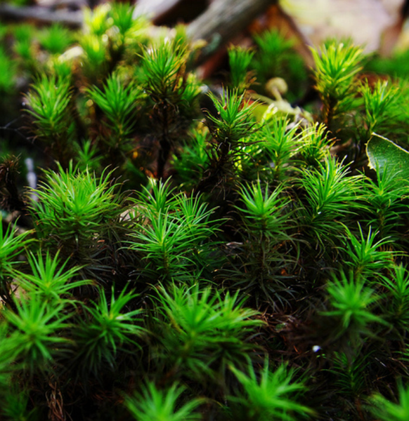 Terrarium