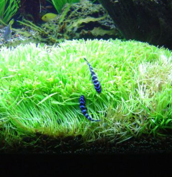 Terrarium