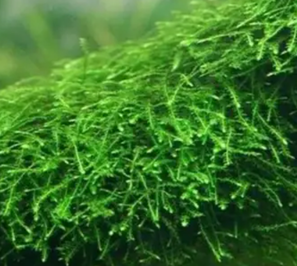 Terrarium