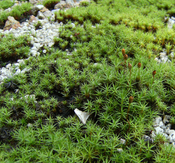 Terrarium
