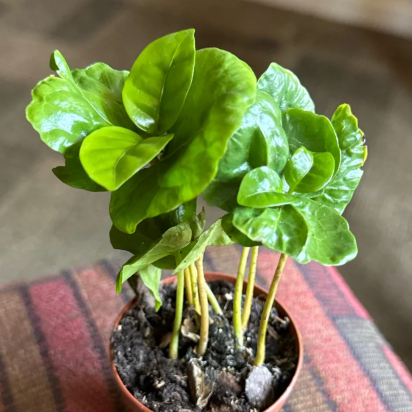 Terrarium