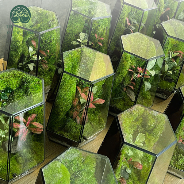 Phù Hợp Đa Dạng Mục Đích Sự Kiện – Terrarium