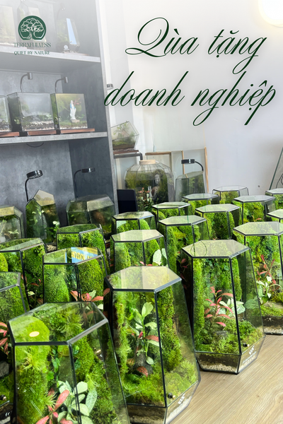 Bao Bì và Trải Nghiệm "Unboxing" – Terrarium – Đột Phá Quà Tặng Doanh Nghiệp Với Giá Trị Sinh…