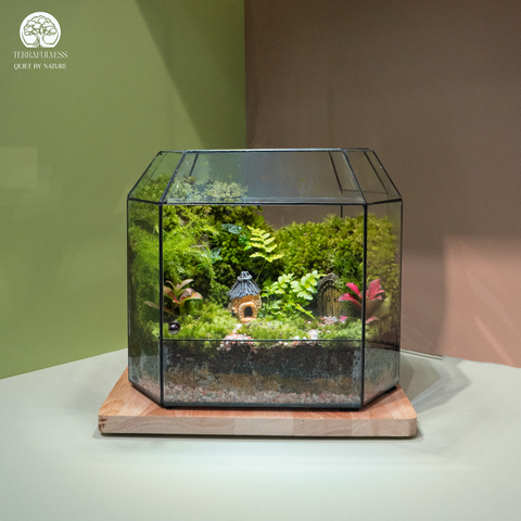 Terrarium Mossoria - Bể Đa Giác Ngang - Quà Tặng Ý Nghĩa