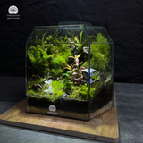 Terrarium Vũ Khúc - Bể Đa Giác - Nhịp Chuyển Của Thiên Nhiên