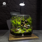 Terrarium Vũ Khúc - Bể Đa Giác - Nhịp Chuyển Của Thiên Nhiên