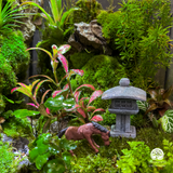 Terrarium Vũ Khúc - Bể Đa Giác - Nhịp Chuyển Của Thiên Nhiên