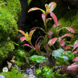 Terrarium Vũ Khúc - Bể Đa Giác - Nhịp Chuyển Của Thiên Nhiên