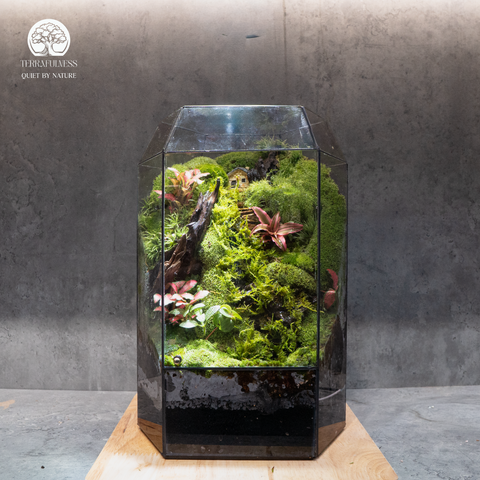 Terrarium Mossy Cottage - Bể Đa Giác Đứng - Trang Trí Phòng Khách