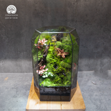 Terrarium Mossy Cottage - Bể Đa Giác Đứng - Trang Trí Phòng Khách