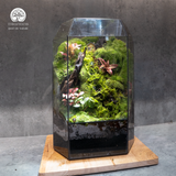 Terrarium Mossy Cottage - Bể Đa Giác Đứng - Trang Trí Phòng Khách