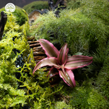 Terrarium Mossy Cottage - Bể Đa Giác Đứng - Trang Trí Phòng Khách