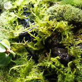 Terrarium Mossy Cottage - Bể Đa Giác Đứng - Trang Trí Phòng Khách