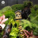 Terrarium Mossy Cottage - Bể Đa Giác Đứng - Trang Trí Phòng Khách