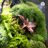 Terrarium Mossy Cottage - Bể Đa Giác Đứng - Trang Trí Phòng Khách