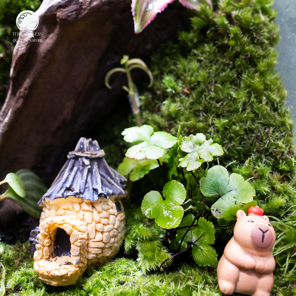 Terrarium
