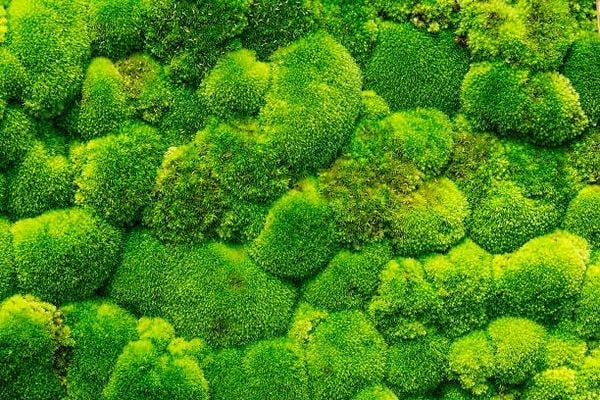 Mệnh Thổ – Vững vàng và bao dung – Cây Cảnh Phong Thủy Cho Terrarium Theo Các Mệnh Hút Tài Lộc,…