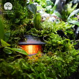 Terrarium