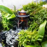Terrarium