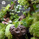 Terrarium