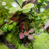 Terrarium