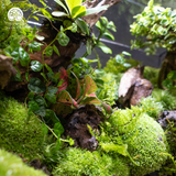 Terrarium