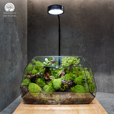 Terrarium Đồi Rêu Xanh - Bán Cạn - Trang Trí Không Gian