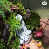 Zen Terrarium Sanctum of Silent Awakening - Bể Đa Giác - Quà Tặng Cao Cấp