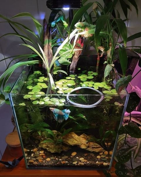 Paludarium