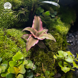 Terrarium