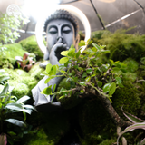 Terrarium