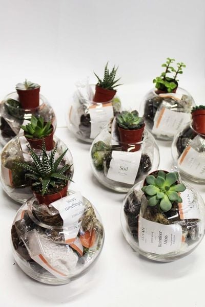 Biểu Tượng Của Sự Sống Bền Vững – Terrarium – Đột Phá Quà Tặng Doanh Nghiệp Với Giá Trị Sinh…