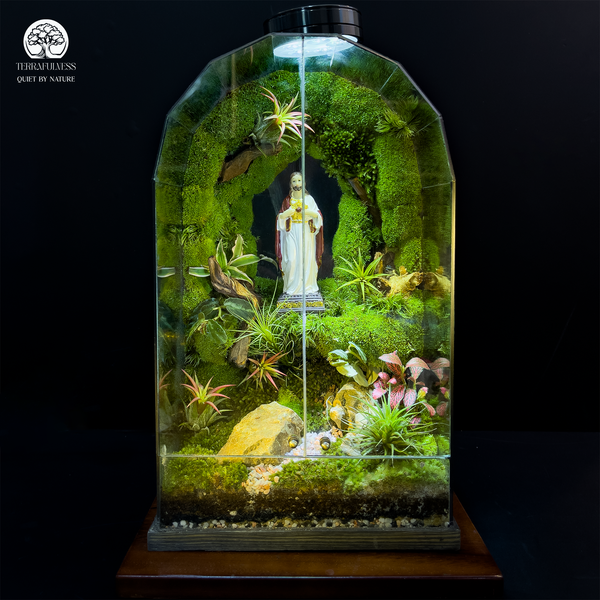 Cây Trong Terrarium Bị Héo, Úng