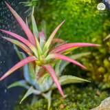 Terrarium Thánh Tâm An Lành - Bể Đa Giác - Trang Trí Không Gian