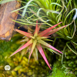 Terrarium Thánh Tâm An Lành - Bể Đa Giác - Trang Trí Không Gian