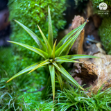 Terrarium Thánh Tâm An Lành - Bể Đa Giác - Trang Trí Không Gian