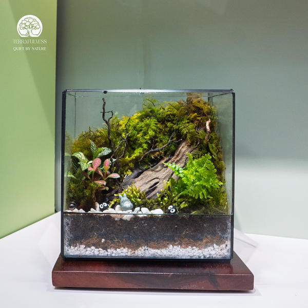 Terrarium để bàn