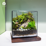 Terrarium Green Oasis - Bể Chữ Nhật Ngang - Quà Tặng Độc Đáo