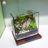 Terrarium Green Oasis - Bể Chữ Nhật Ngang - Quà Tặng Độc Đáo