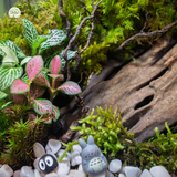 Terrarium Green Oasis - Bể Chữ Nhật Ngang - Quà Tặng Độc Đáo