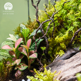 Terrarium Green Oasis - Bể Chữ Nhật Ngang - Quà Tặng Độc Đáo