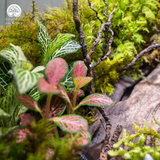 Terrarium Green Oasis - Bể Chữ Nhật Ngang - Quà Tặng Độc Đáo