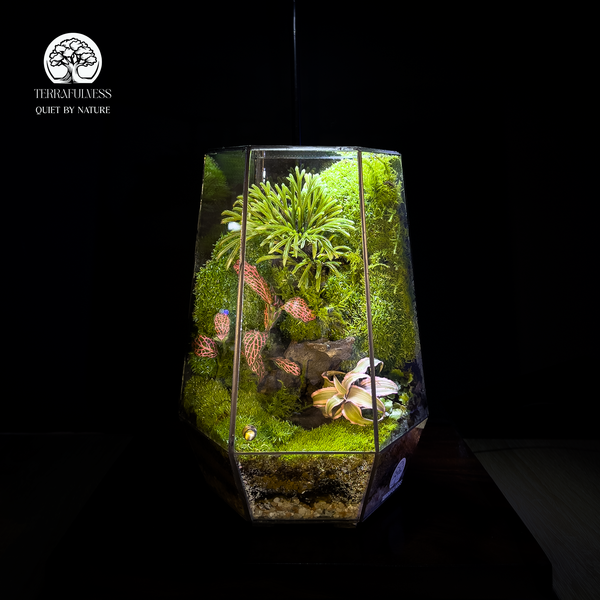 Vị trí so với cửa sổ và tường – Terrarium Cần Bao Nhiêu Ánh Sáng Mỗi Ngày? Ánh Sáng Từ Đâu Thì…