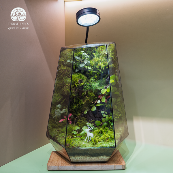 Terrarium rừng nguyên sinh