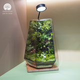 Terrarium Wilder - Bể Đa Giác - Quà Tặng Thiên Nhiên