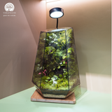 Terrarium Wilder - Bể Đa Giác - Quà Tặng Thiên Nhiên